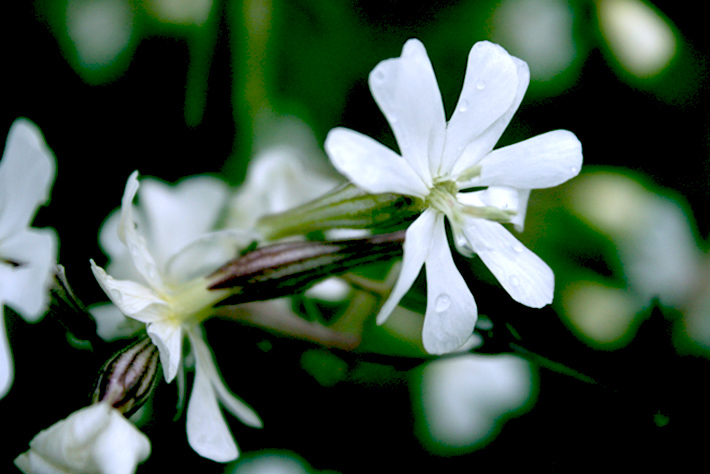 Silene italica (L.) Pers. s.l.